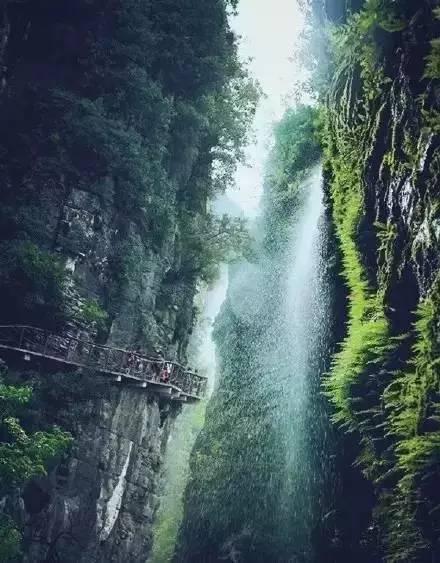 拯救毛茸茸男人